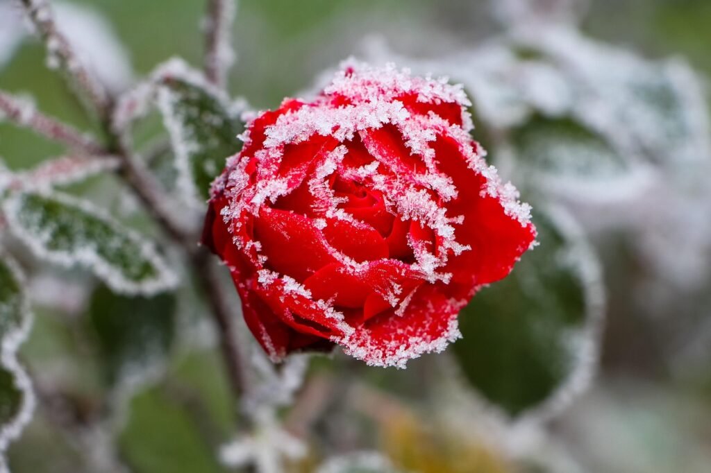 rose-7601741_1280